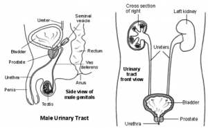 bladder penis urinary tract spinal cord injury